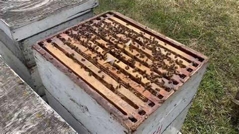 Busy Bee Farm